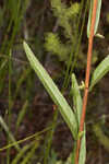 Narrowleaf primrose-willow